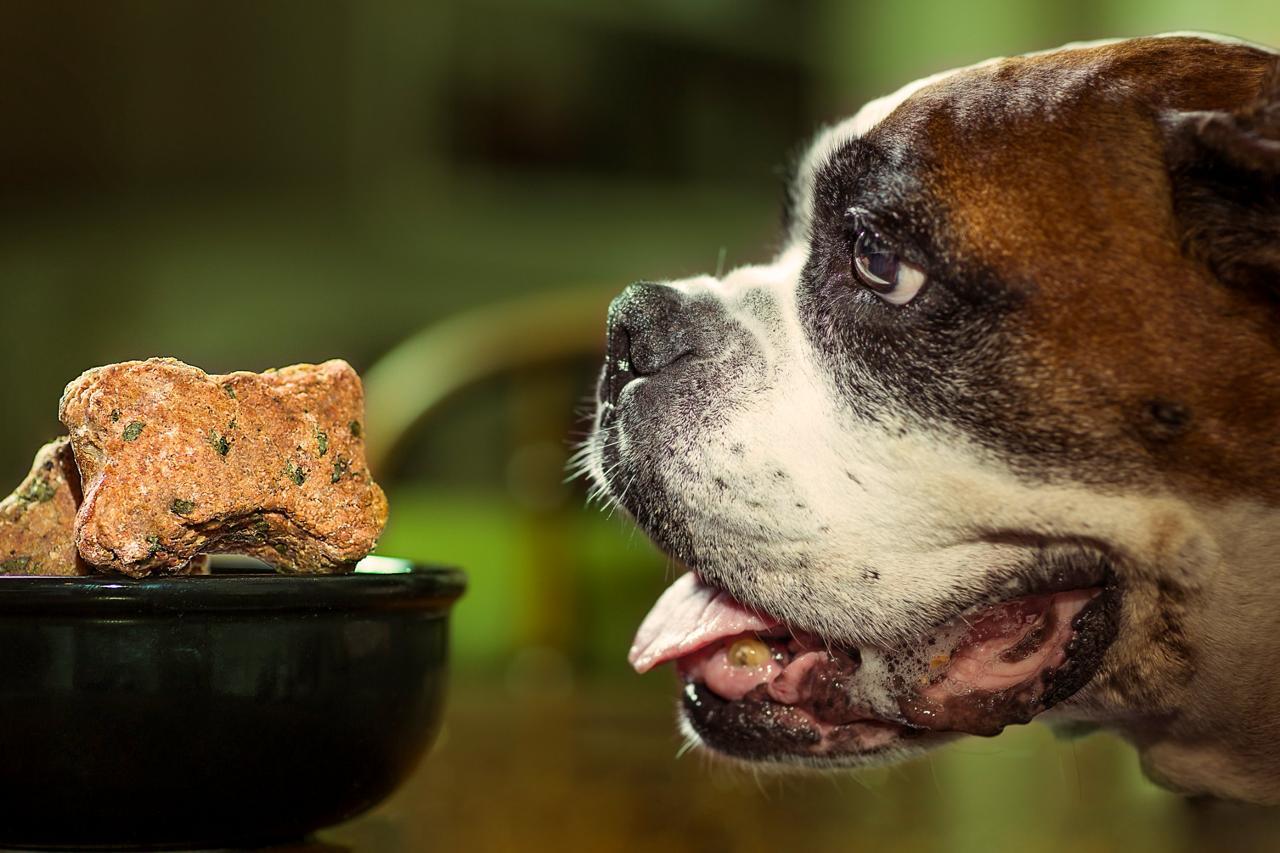 Alimento para perros: cómo elegir la mejor opción según su edad y tamaño