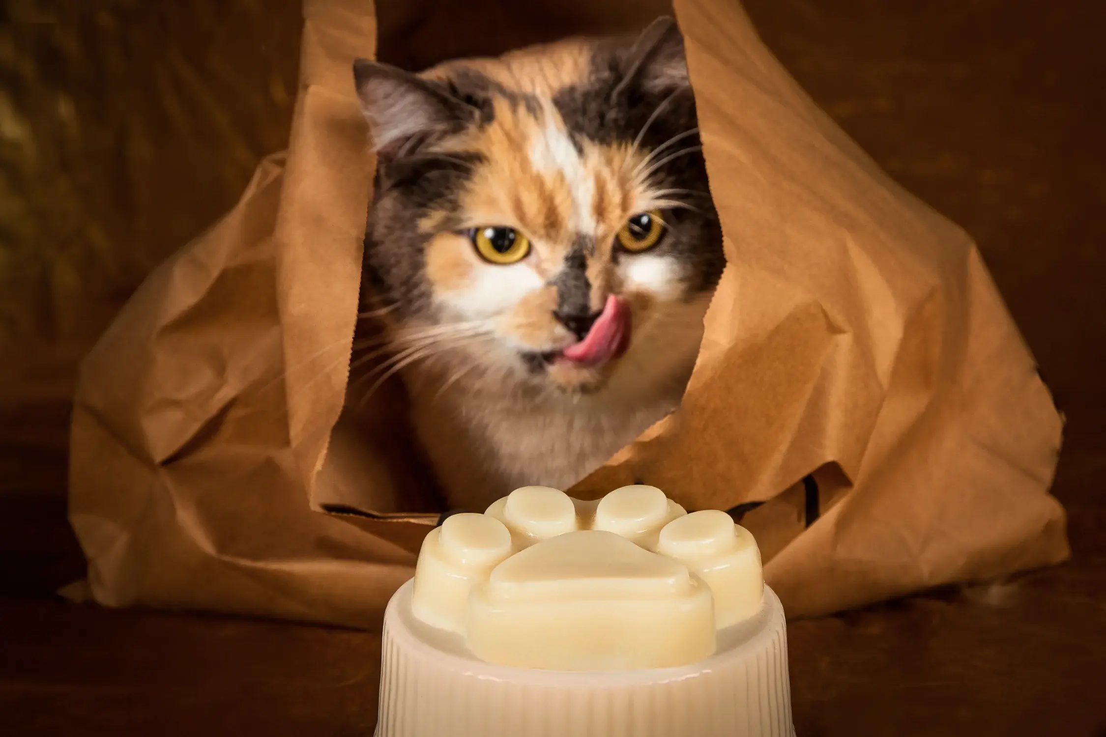 Alimentos nutritivos para gatos: cómo mejorar su salud con la comida