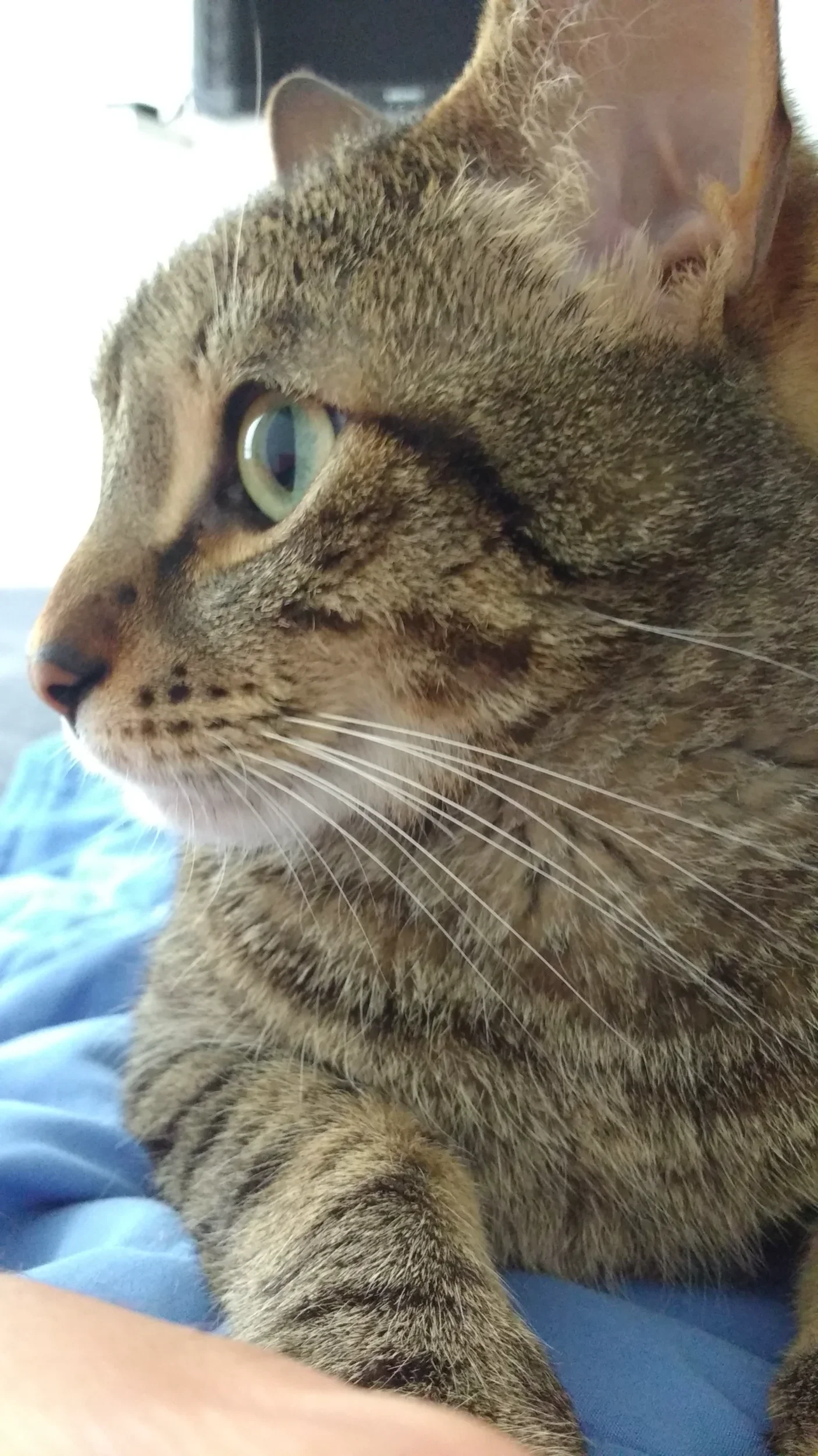 Juguetes para gatos: cómo elegir según su edad y personalidad