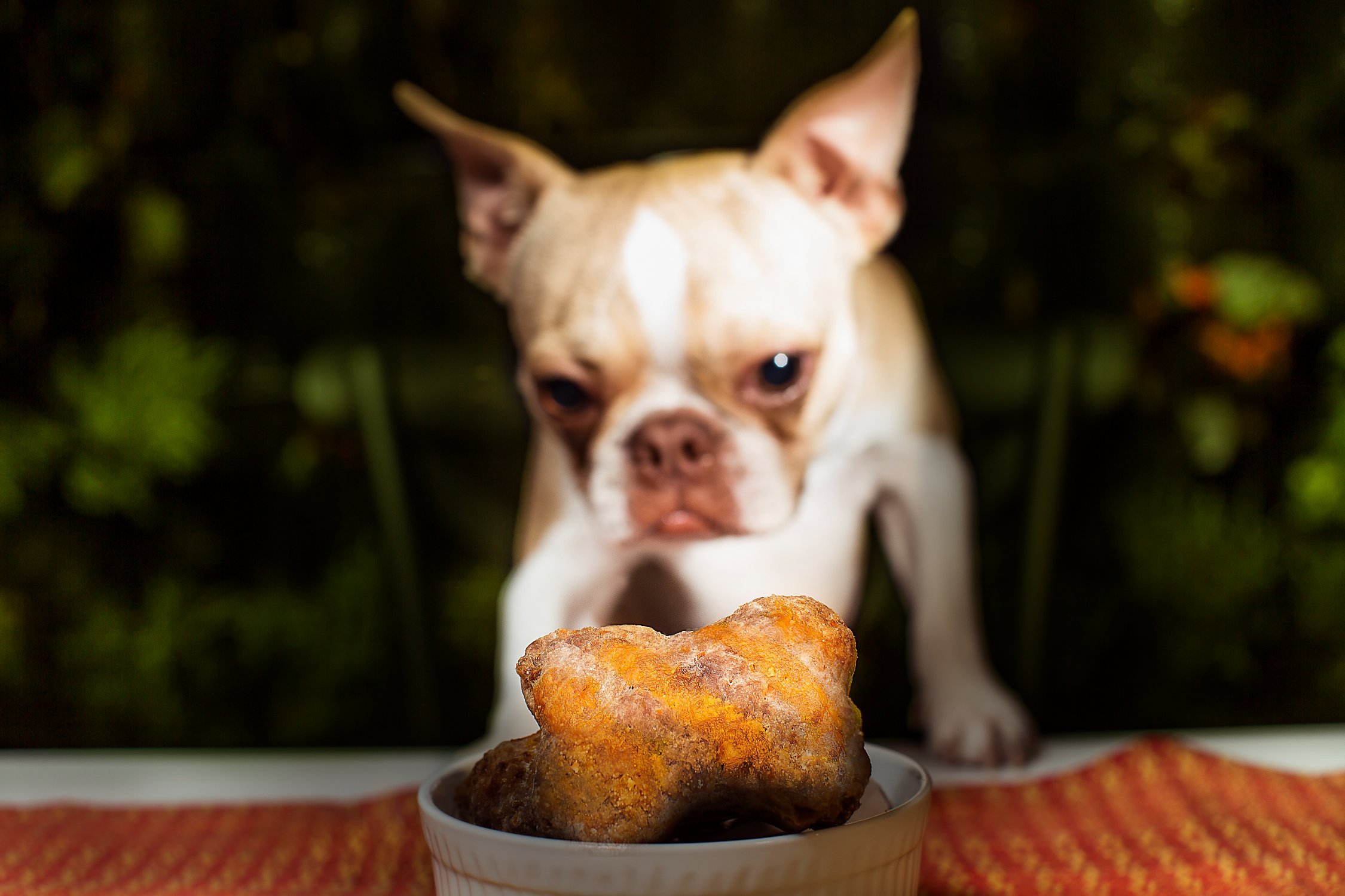Jugar con mi perro: actividades para fortalecer el vínculo